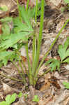Tall thimbleweed